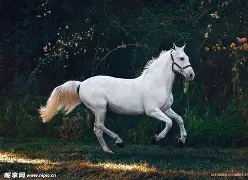 马龙首轮对皇社确定将球迷热议(马龙对阵)